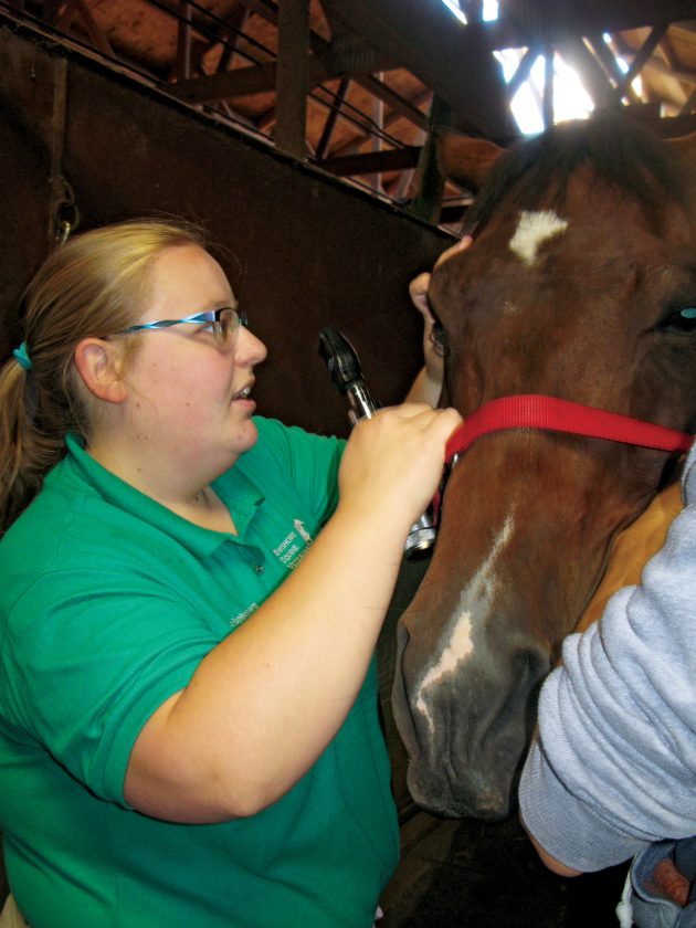 equine veterinary hospitals near me